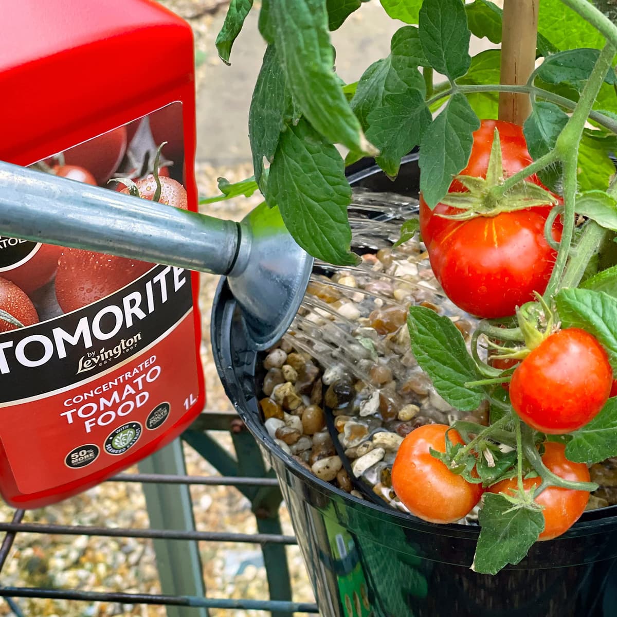 Levington Tomorite Liquid Tomato Food, Concentrate, 1L, Red — view 6