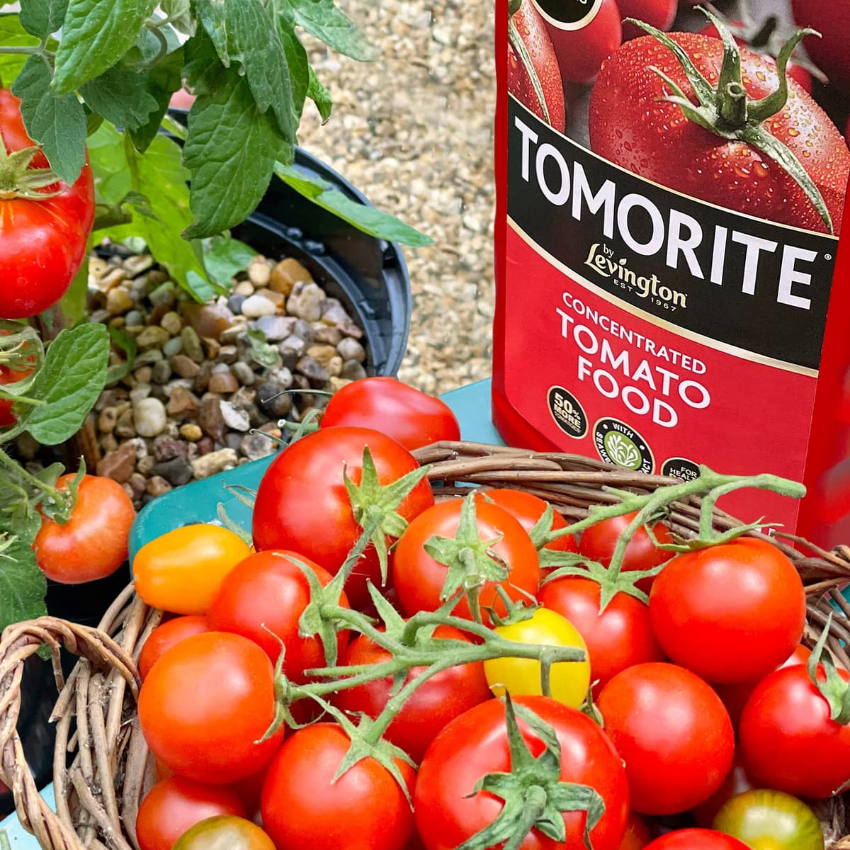 Levington Tomorite Liquid Tomato Food, Concentrate, 1L, Red — view 3