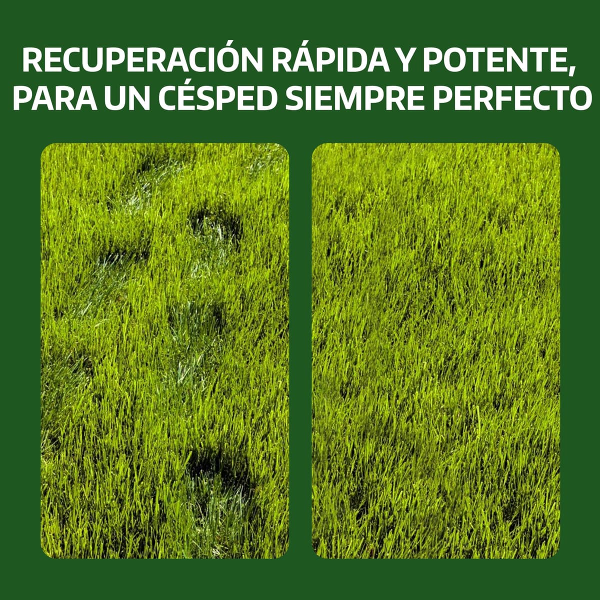 LERAVA Semillas césped grama gruesa (200 g) - Para 20 m² - Césped pisable y resistente a la sequía - Ideal para zonas mediterráneas y cálidas - Consume hasta un 20% menos de agua — view 5