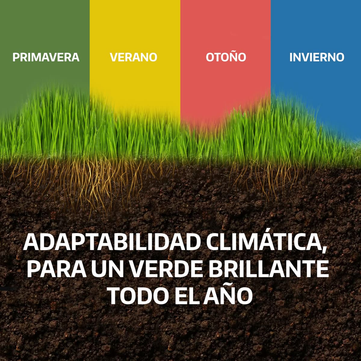 LERAVA Semillas césped grama gruesa (200 g) - Para 20 m² - Césped pisable y resistente a la sequía - Ideal para zonas mediterráneas y cálidas - Consume hasta un 20% menos de agua — view 7