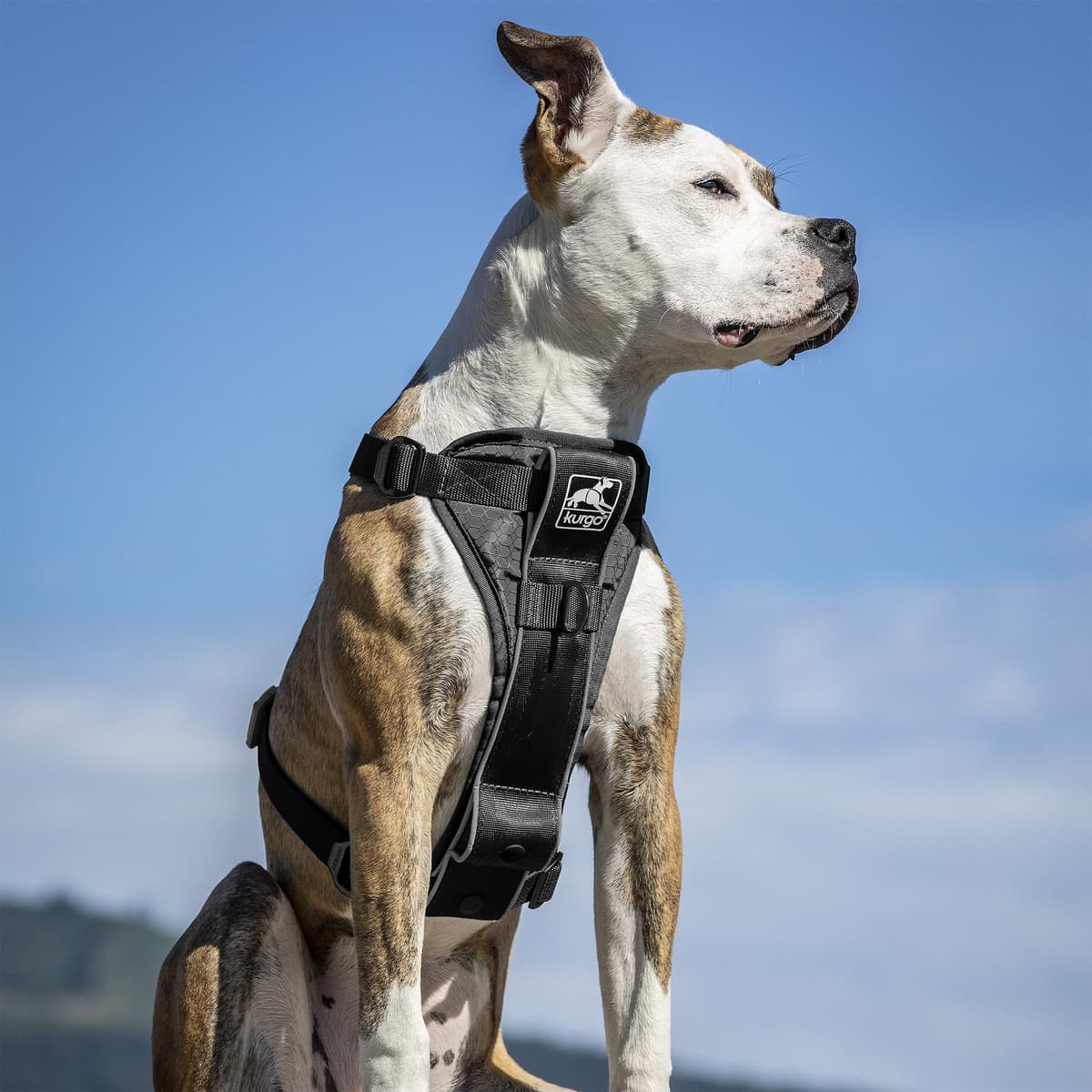 Kurgo Tru-Fit Smart Dog Walking Harness - Comfortable Fit - Adjustable Harness - Reflective Pet Wear - Quick Strap Release - Daily Walk Accessory - Includes Seat Belt Loop - Black - Small — view 2