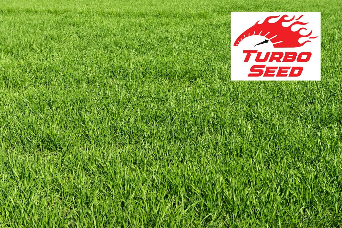 Avern Turbo Grass Seed 1.3KG, Fast Growing Lawn Seed, Hard Wearing Grass, Dog Friendly, Can Germinate as Quick as 7 Days, Ideal for Overseeding or New UK Gardens (1.3KG, Upto 78 sqm Coverage) — view 3