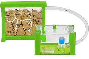 Anthouse - Hormiguero Natural de Arena Básico- Terrario 3D de Hormigas con Colonia Incluida - Kit Hormiguero Acrílico Tipo Sándwich (12x10x1 cm), Caja de Forrajeo con Tapadera (18x10x5 cm) - Verde