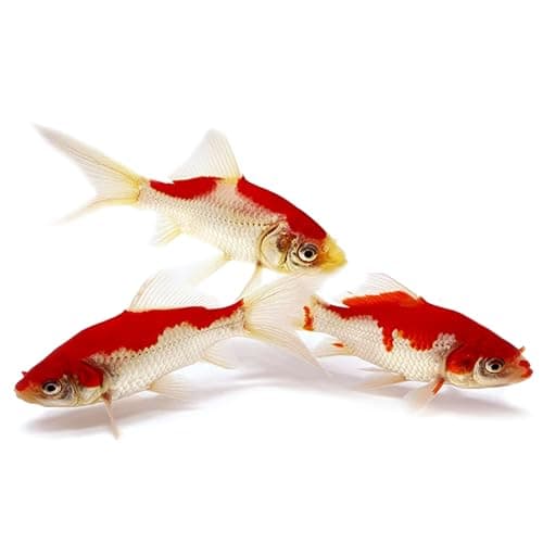 Toledo Goldfish Sarasa Comet Goldfish: Live Red and White Goldfish with a Variety of Patterns - Perfect for Stocking Ponds, Aquariums, or Tanks - 4-5 Inches, 50 Count