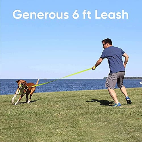 Pawtitas Solid Dog Leash Puppy Training Lead Orange 2-XSmall or Cats Daily Use Outdoor Control Laisse Solide Pour Chien Chiot Chat Orange 1.8 m