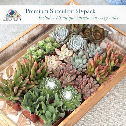 Altman Plants Assorted Succulents 2" 20 Pack, 20 Pack 20 Pack
