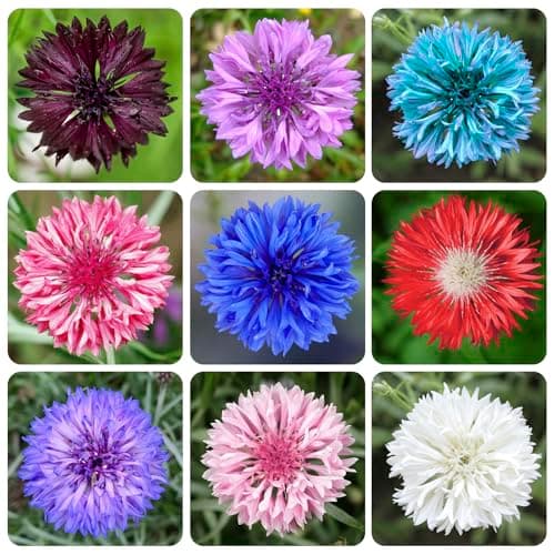 3200+ Mix Cornflower Seeds for Planting - Non-GMO Bachelor Button Flower Seeds
