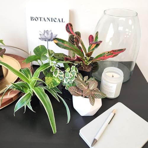 Easy to Grow Houseplants (Pack of 6), Live House Plants in Containers, Growers Choice Plant Set in Planters with Potting Soil Mix, Home Décor Planting Kit or Outdoor Garden Gifts by Plants for Pets