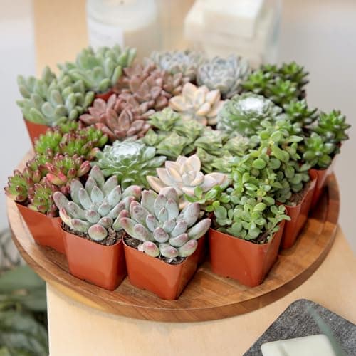 Succulent Plants (20 Pack) Fully Rooted in Planter Pots with Soil | Real Live Potted Succulents/Unique Indoor Cactus Decor by Plants for Pets