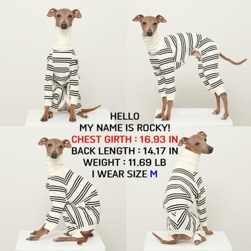 D Doggy Star Italian Greyhound Clothes Soft Stretchy Onesie Refined Stripe Outfit Whippet for Dog Coat (M,Onsi Black Str)