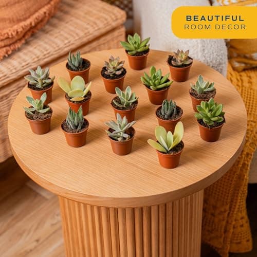 Costa Farms Succulents (25 Pack), Live Mini Succulent Plants, Grower's Choice Live House Plants, Potted in Nursery Plant Pots, Potting Soil Mix, Bulk Baby Shower, Bridal Shower Gift, DIY, Party Favors