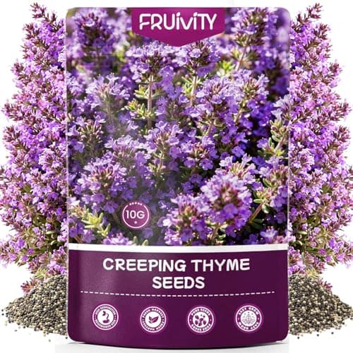 Fruivity 20000+pcs Purple Creeping Thyme Seed for Planting, Heirloom Perennial Ground Cover Flowers Seeds, Lawn Alternative, Fragrant Herb Seeds for Lawns & Paths Garden Backyard