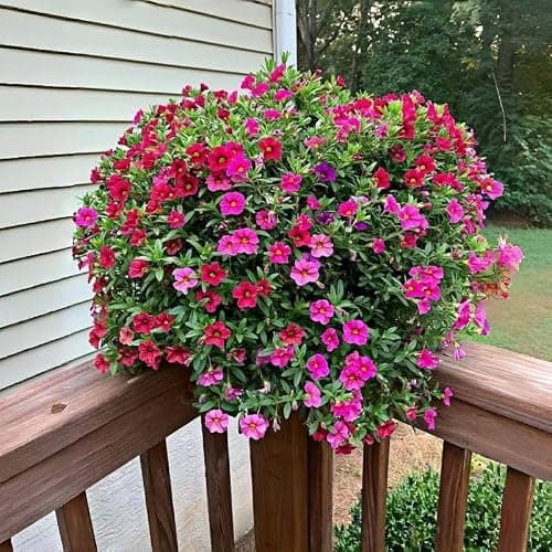 Four Seasons Petunia Seeds, 1000 Pieces, Long Blooming Perennial Flowers, Sun Loving, Cold Resistant, for Indoor Outdoor Planting