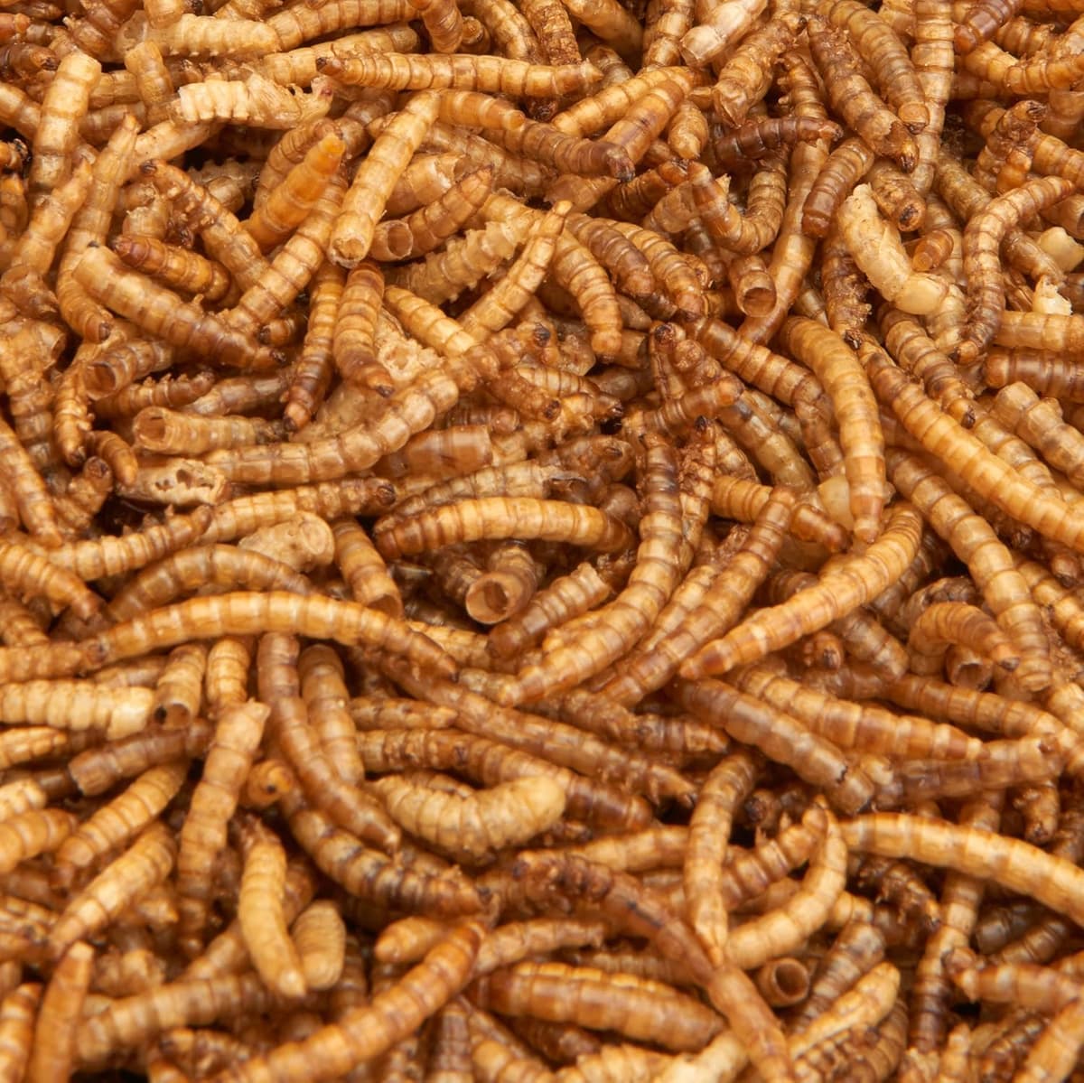 Pet Ting Premium Dried Mealworms, 1 Liter Tub